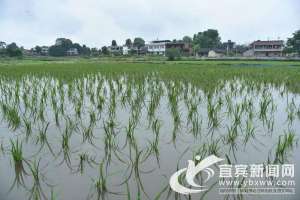 宜宾泥鳅养殖基地(翠屏区王场镇：打造“川南小龙虾之乡”)