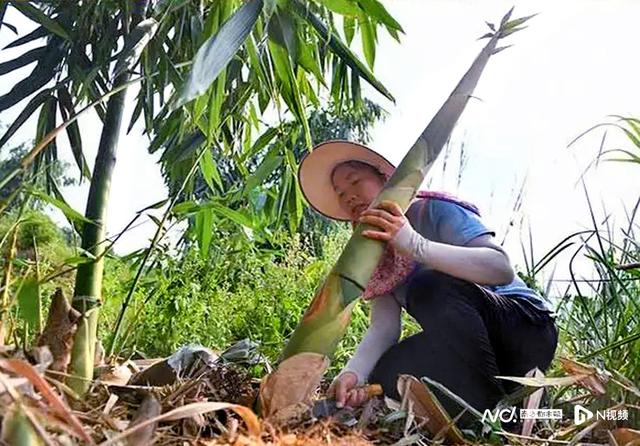 广东英德打造麻竹笋“百亿”富民产业，建产业园成重要抓手