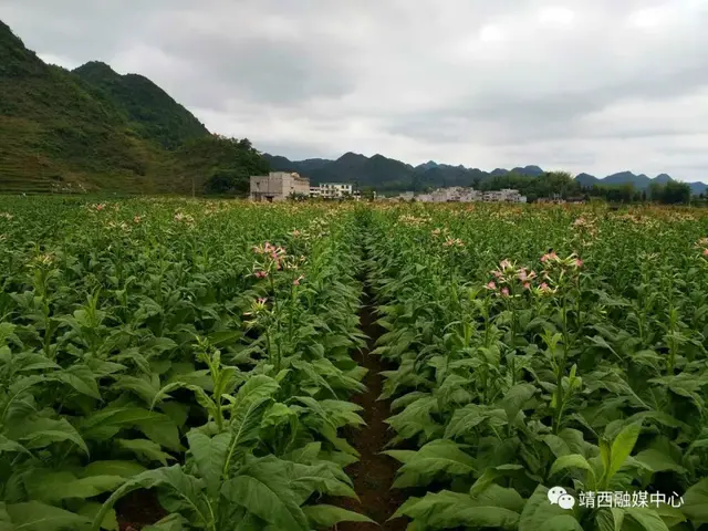 奥利给！靖西禄峒镇入选了2020年全国农业产业强镇建设名单