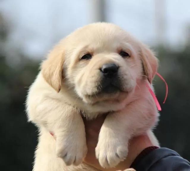 石家庄老代犬舍