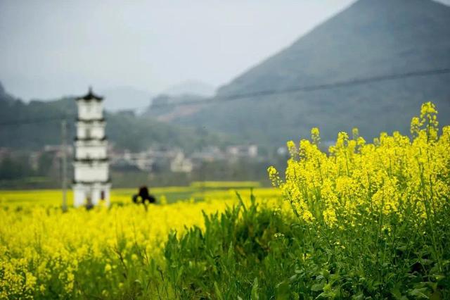 湖南茶油，产量和种植面积均居全球第一