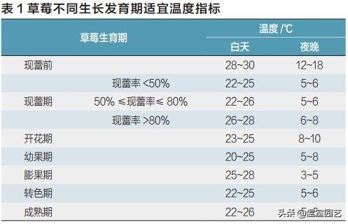 想要种好草莓，你需要知道这些栽培管理技术要点