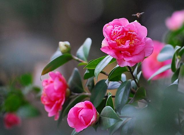 茶花怎么养？园艺师教你，茶花的全面养护技巧，新手也能学会