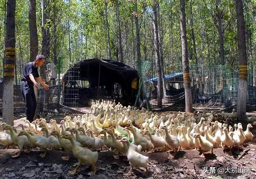 想投资林下经济，首先要懂得林下种养的利与弊