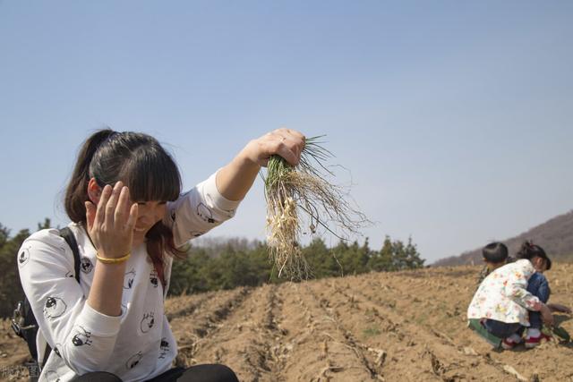 菜农土法培植野蒜，方法简单你也可学会，长出的野蒜可吃一冬春