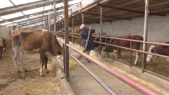 林寿山：牛养殖走上致富路