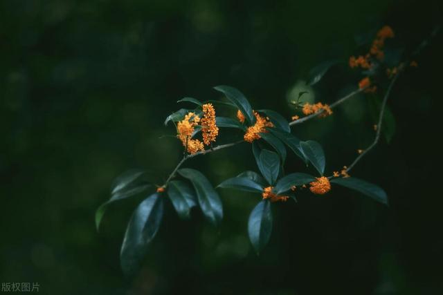 三分钟带你成为“桂花通”