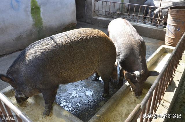 农村小伙在荒山上养野猪，养殖3年存栏285头，年赚30万啊