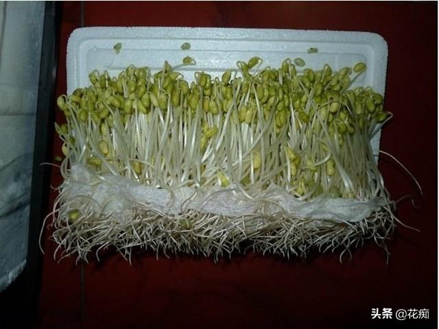 豆芽菜，自己在家种，1个泡沫箱，7天一茬，随吃随种，安全放心