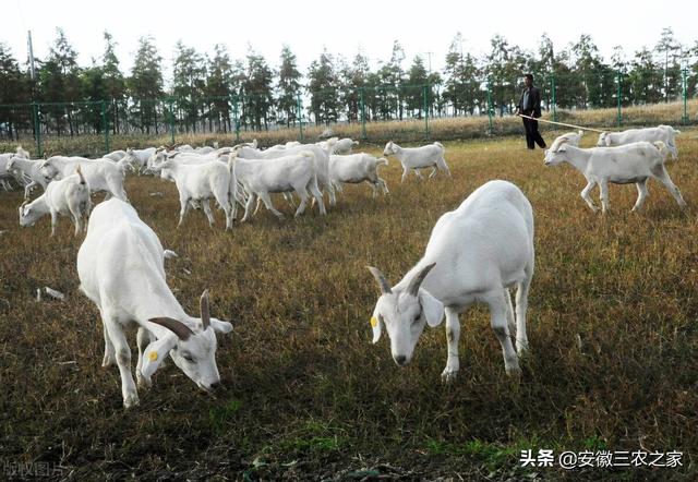 南非波尔山羊：曾经统治全球的肉用山羊之王，如今为何销声匿迹了