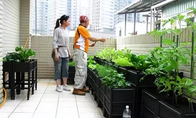 种植空心菜怎么长得快？学会4个种植窍门，空心菜产量高到吃不完