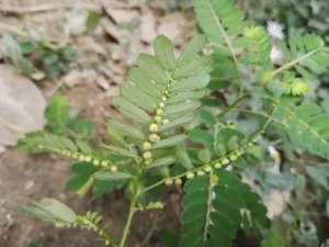 广东适合种植什么牧草(田边常见的“珍珠草”，原来作用这么多，养肝护肝，很多人不知道)