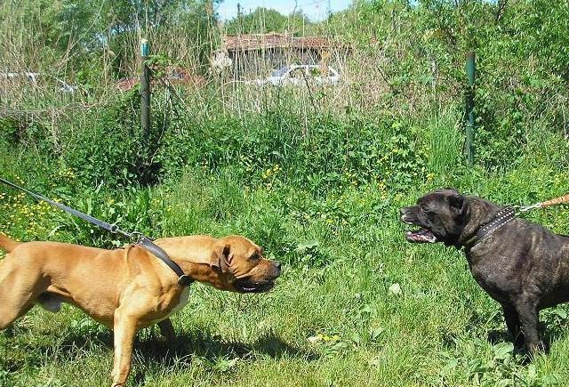 原创护卫犬与防暴犬的完美结合，完全人工培育，堪称比特犬克星