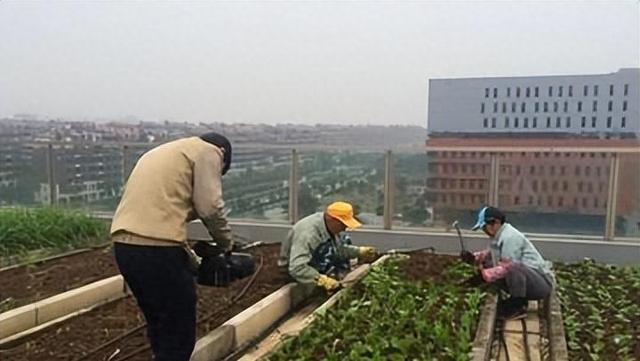 种菜达人：国人种植奇迹，不畏月球挑战！