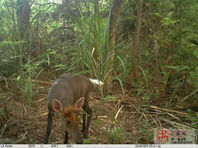 藏酋猴拔草、黄腹角雉啄食……浙江国宝级野生动物“自拍”超可爱！