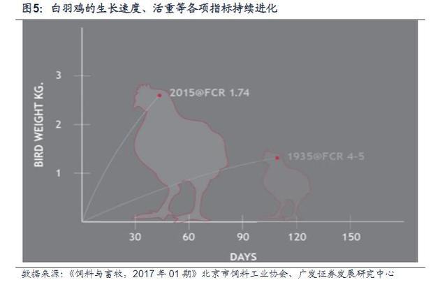 白羽鸡行业报告：全球育种双寡头格局，关注国产种鸡替代进程