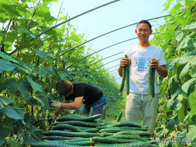 种菜如何使用底肥？需要用哪几种肥？每亩用多少斤？肥料怎么选？