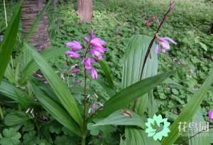 白芨怎样种植技术(白芨栽培技术)