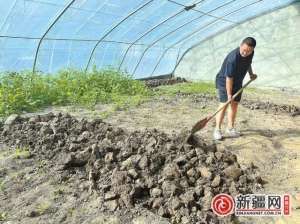 新疆羊肚菌种植(乌鲁木齐：实验大棚里羊肚菌试种忙)