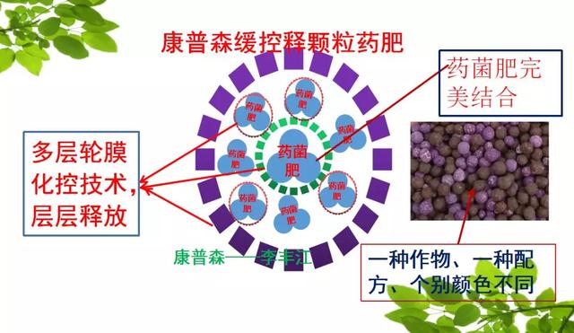 这样种甘蔗，简单、高产、没虫、少病害