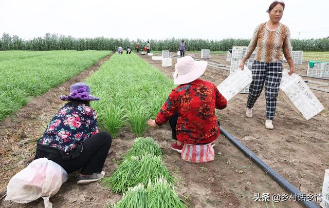 韭菜种植、移栽和管理技巧，这几个要点需掌握好，很多人不明白