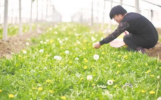 秋季种植蒲公英，做好这几点，产量高、口感好、纤维少