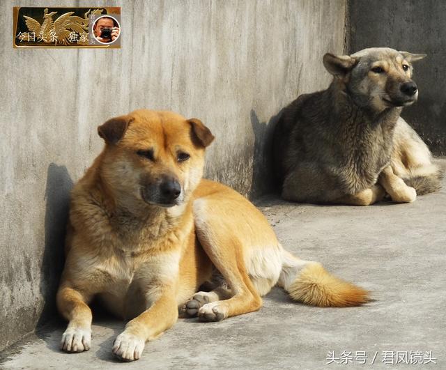 湖北宜昌：萌狗送恭喜！农家饲养的两只土狗，对摄影师很友善！