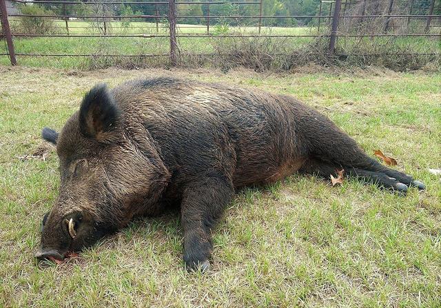 北京石景山发现野猪，钻入小区树林遁逃，野猪泛滥可以捕杀吗？