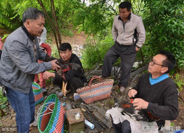 贵阳：斗鸡“美容师”这个职业，你听说过吗？