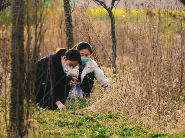 菜农土法培植野蒜，方法简单你也可学会，长出的野蒜可吃一冬春