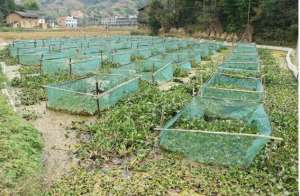 四川黄鳝养殖(实拍四川黄鳝养殖基地，养起来真不容易)