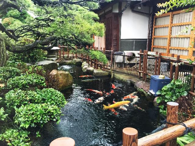 锦鲤饲养基本法