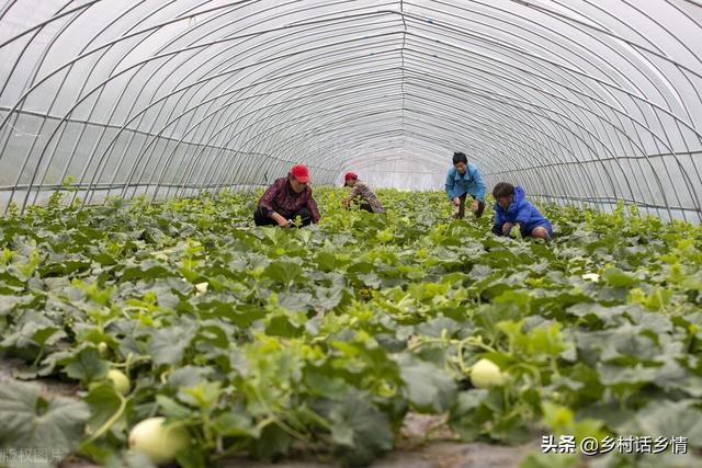 种植西瓜、甜瓜等作物施肥有四怕，掌握不好，坐不住瓜、产量低