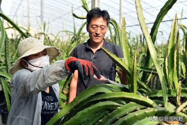 10年前拔掉黄瓜架，栽上了一片火龙果，如今年入100多万