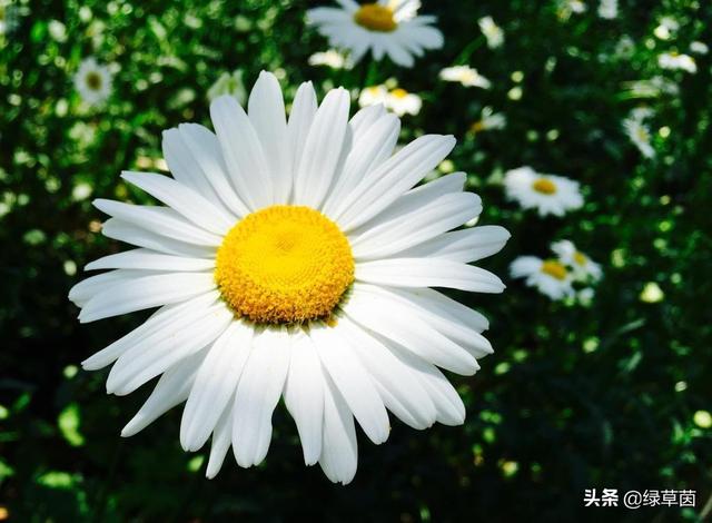 适合做花海的雏菊，颜色丰富，象征藏在心底的爱，春季播种正好