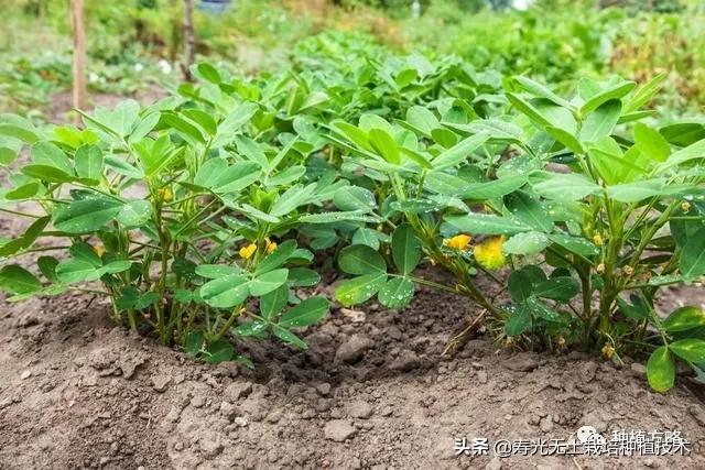 地膜花生高产种植新技术，早知早受益，建议收藏