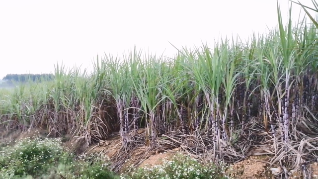 广西种植糖蔗不赚钱，为何不种水果甘蔗，4个原因很现实