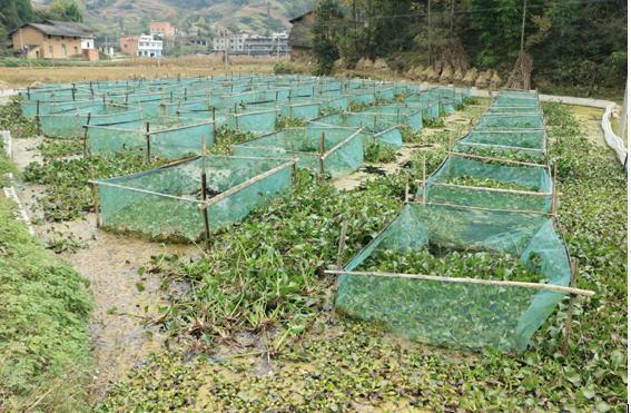 实拍四川黄鳝养殖基地，养起来真不容易