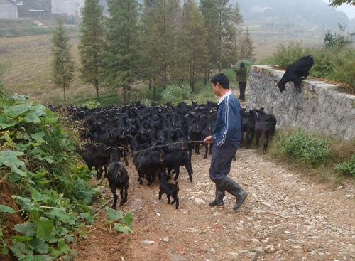 农民养黑山羊羔，抓好这3件事，为育成打牢基础