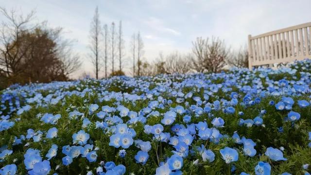 3月金山这里变身“粉红王国”，你可千万别错过