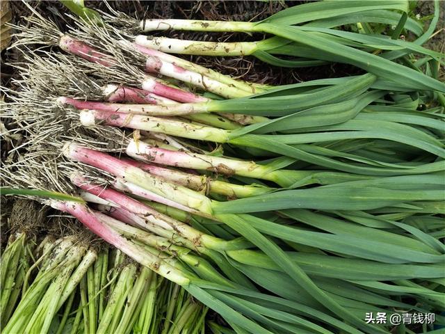 基金项目：塑料拱形大棚蔬菜立体高效栽培模式