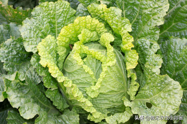 8月中旬大白菜播种正当时，这样种植大白菜才能高产又丰收