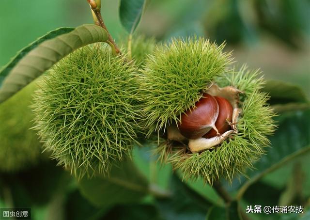 板栗种植技术，种植方法既简单又方便，不妨学习一下