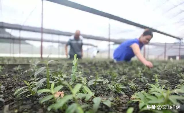 种植金银花、铁皮石斛、茯苓和白术栽培管理技术