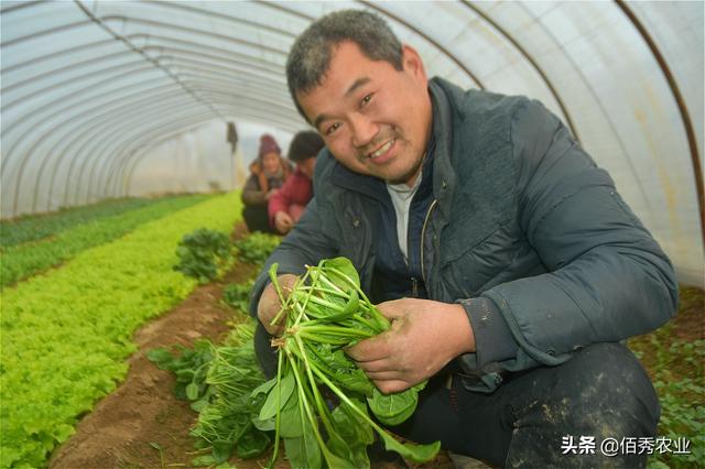 农民搞种植不赚钱？记住4点要素，农业路上就能少风险