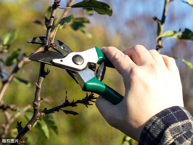 苹果树合理修剪新技术，高产、稳产、优质，附高效苹果种植技术