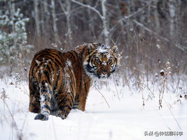 我国野猪局部泛滥，允许猎杀不允许吃肉，野猪肉都去哪儿了？