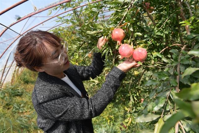 巴彦淖尔：不走寻常路 蔬菜瓜果四季香