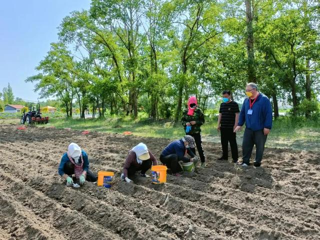 复工复产丨林西县大井镇：防疫生产两不误 药材种植正当时