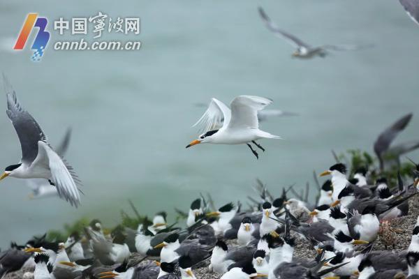 守护多样生物 看宁波如何让更多野生动植物平安“上岸”